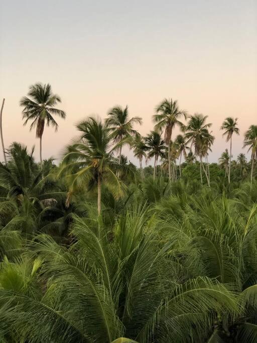 Recanto Dos Coqueirais São Miguel dos Milagres Eksteriør bilde